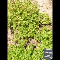Herbe-aux-verrues - Chelidonium Majus (fam Papaveracees) (Europe & Afrique du nord) (01)